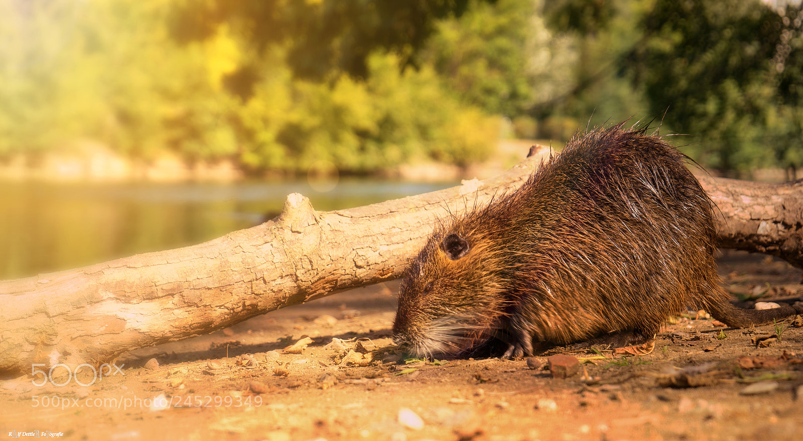 Sony a7 II sample photo. Nutrias photography