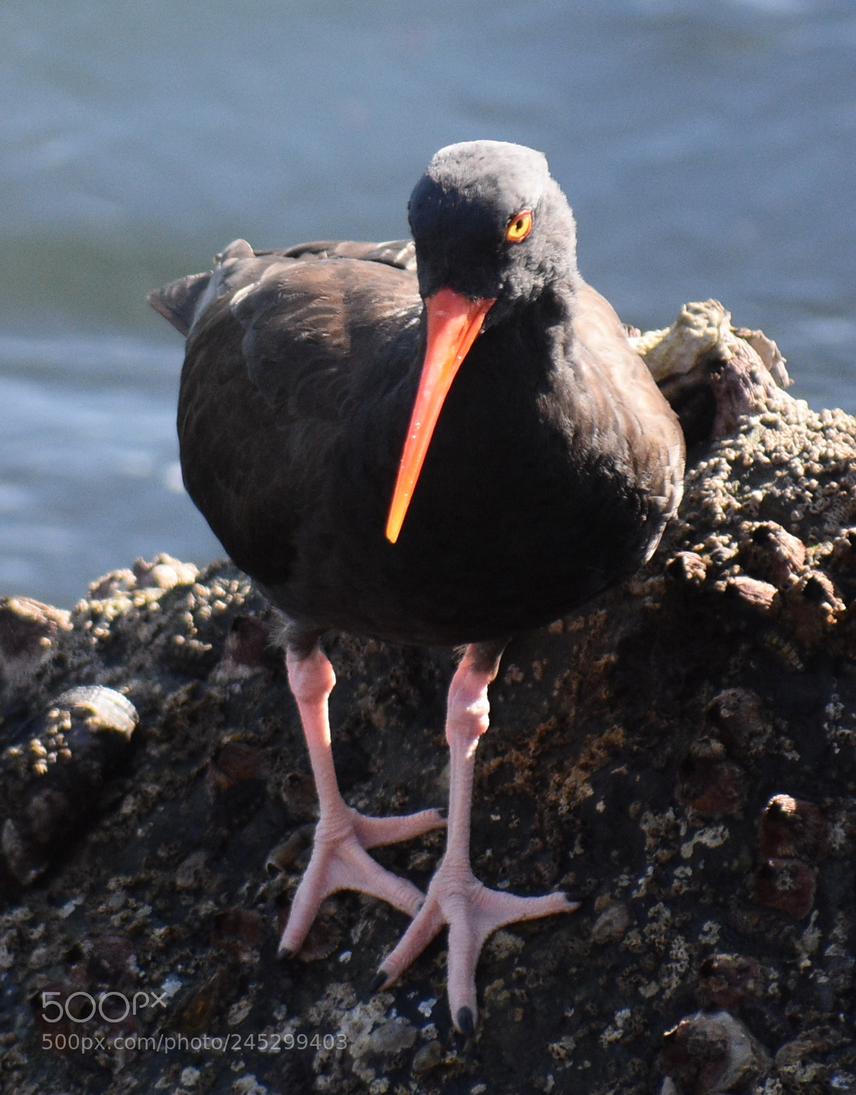 Nikon D7200 sample photo. Black oyster catcher looking photography