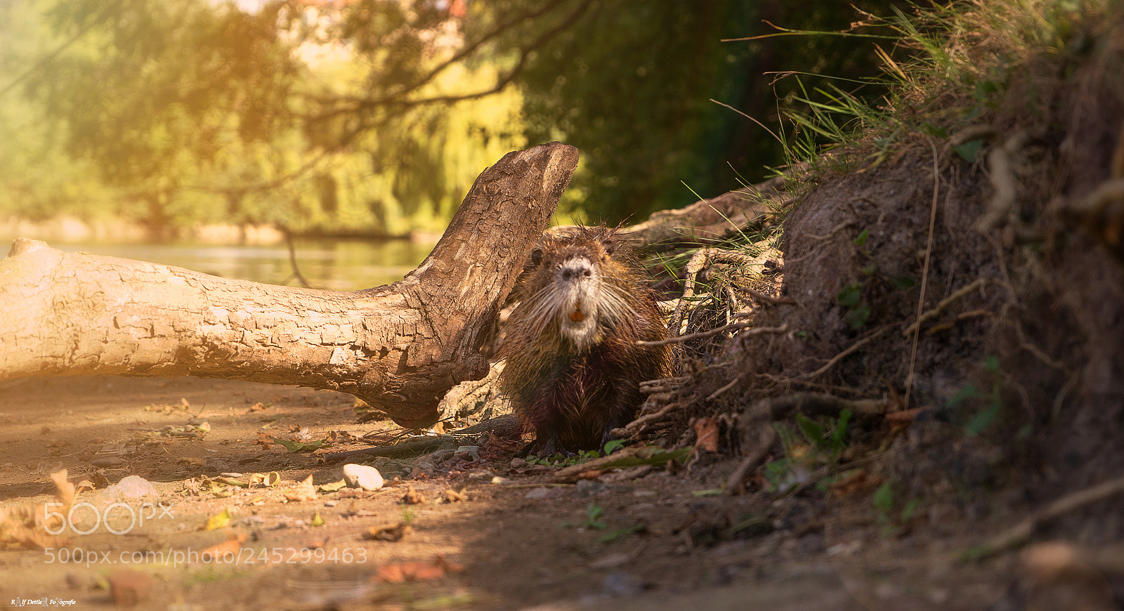Sony a7 II sample photo. Nutrias photography