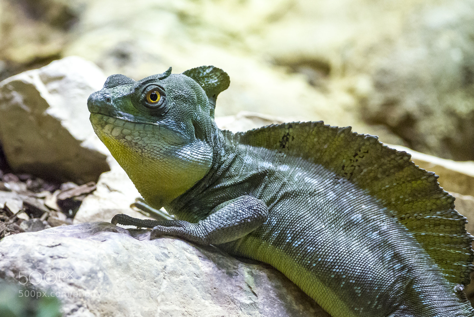 Nikon D800 sample photo. Think green photography