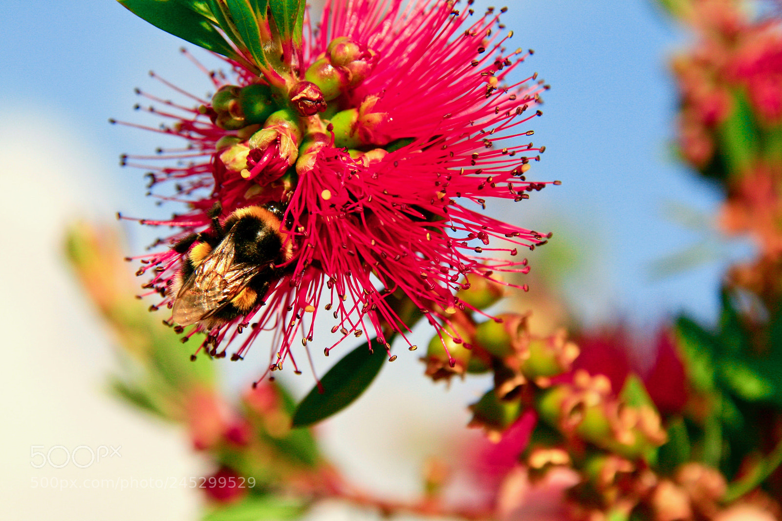 Canon EOS 400D (EOS Digital Rebel XTi / EOS Kiss Digital X) sample photo. Bumblebee photography