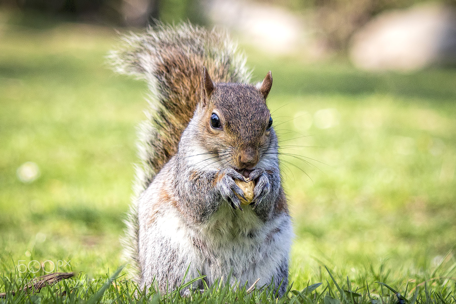 Canon EOS 700D (EOS Rebel T5i / EOS Kiss X7i) sample photo. A nut for a photography