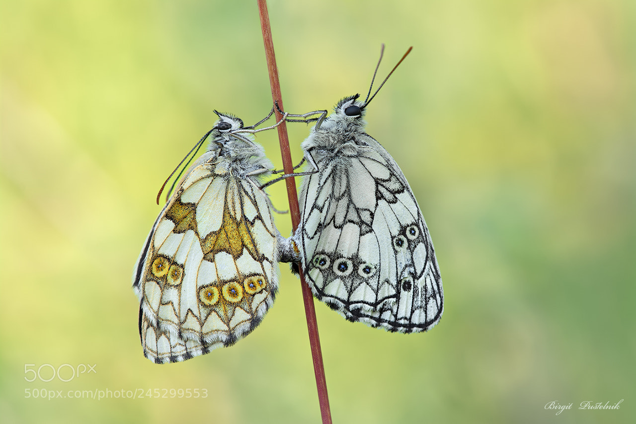 Nikon D7100 sample photo. Lovers photography
