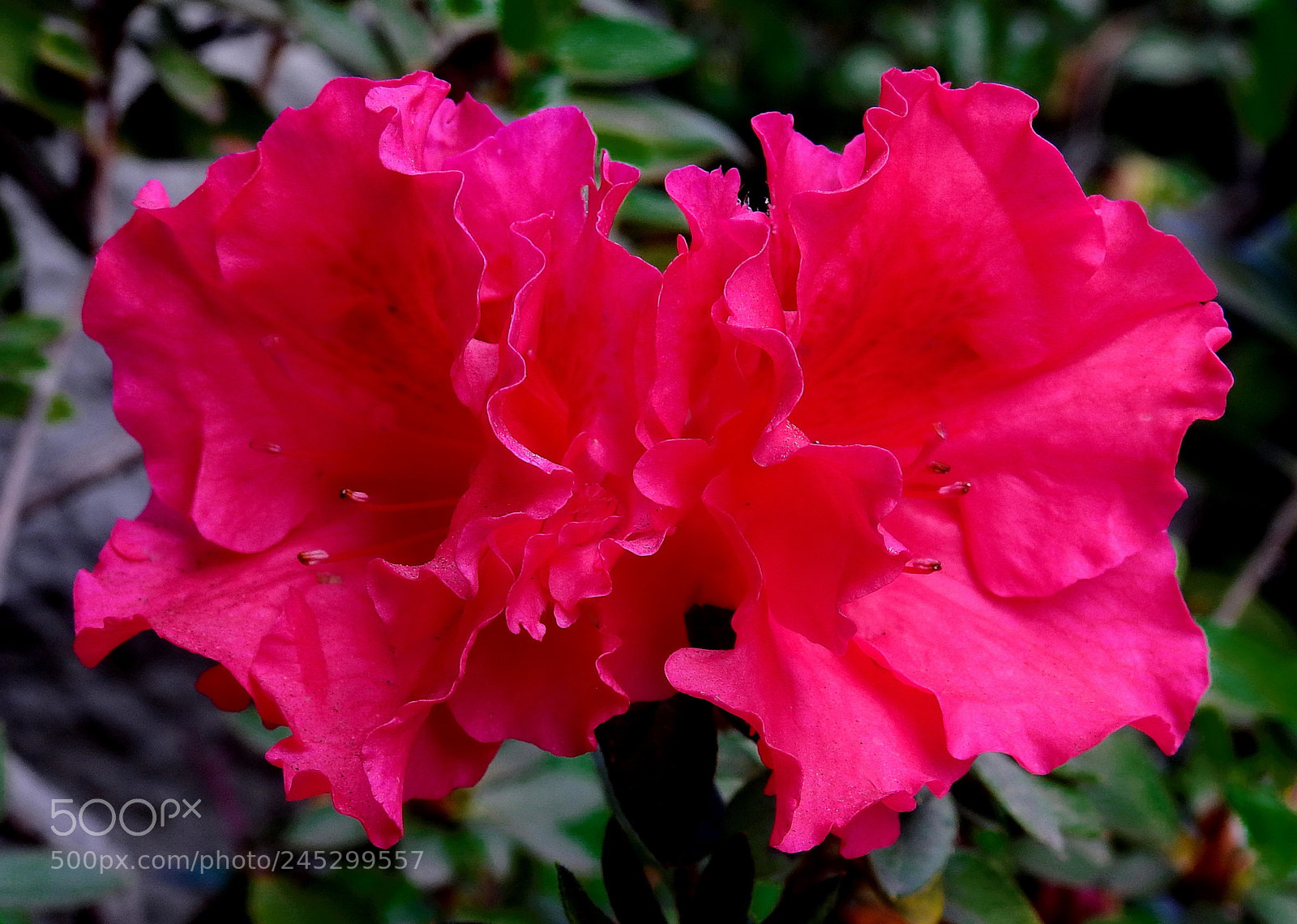Nikon Coolpix P900 sample photo. Two red flowers in photography