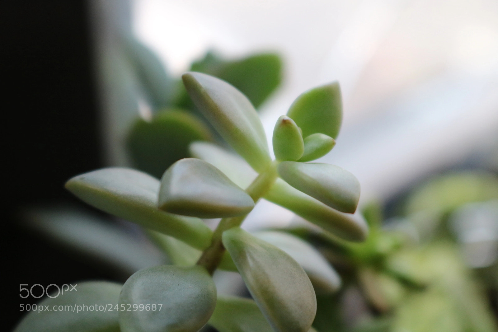 Canon EOS 750D (EOS Rebel T6i / EOS Kiss X8i) sample photo. Cactus photography