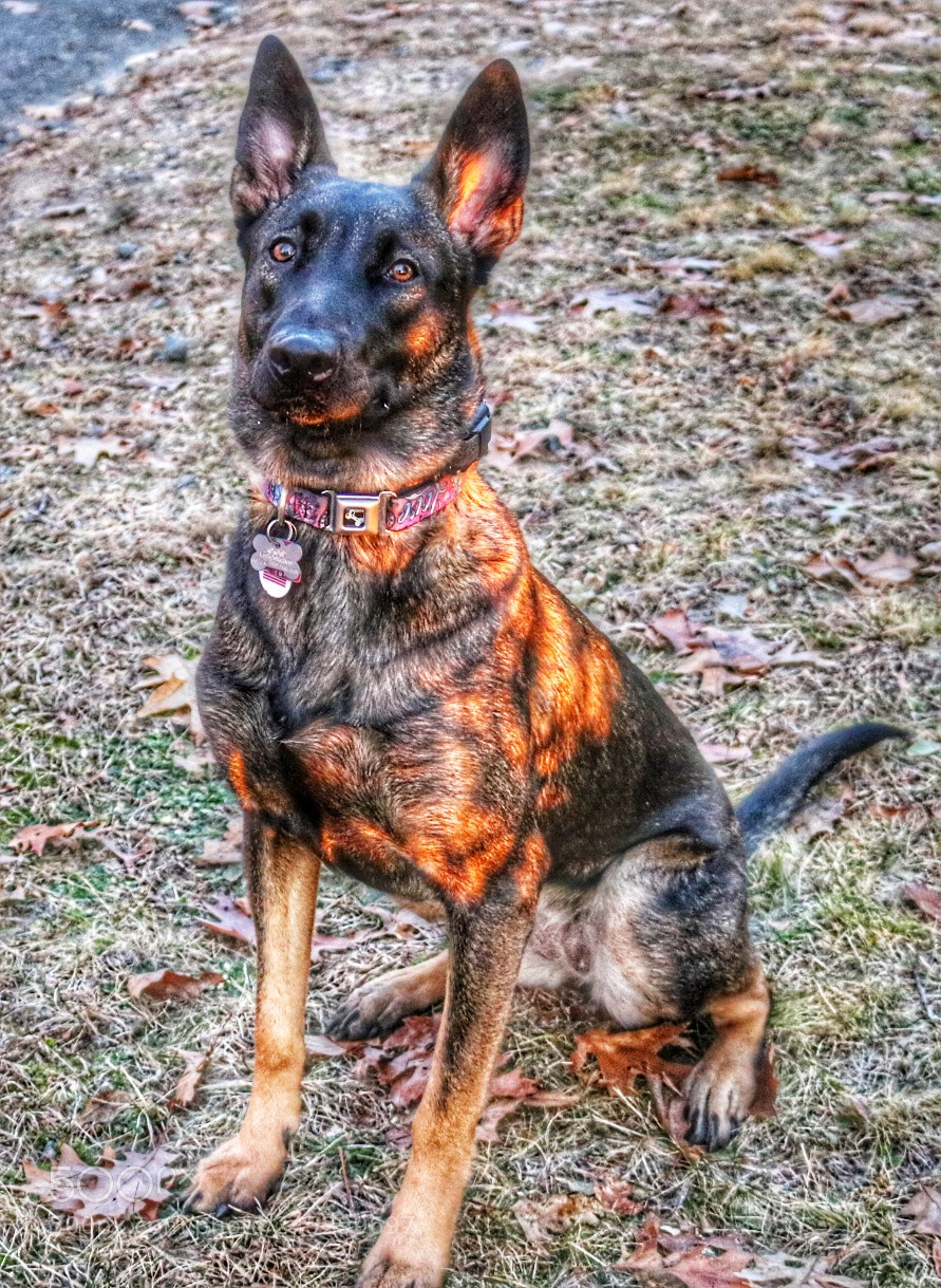 Canon EOS 750D (EOS Rebel T6i / EOS Kiss X8i) sample photo. Puppy sunrise photography