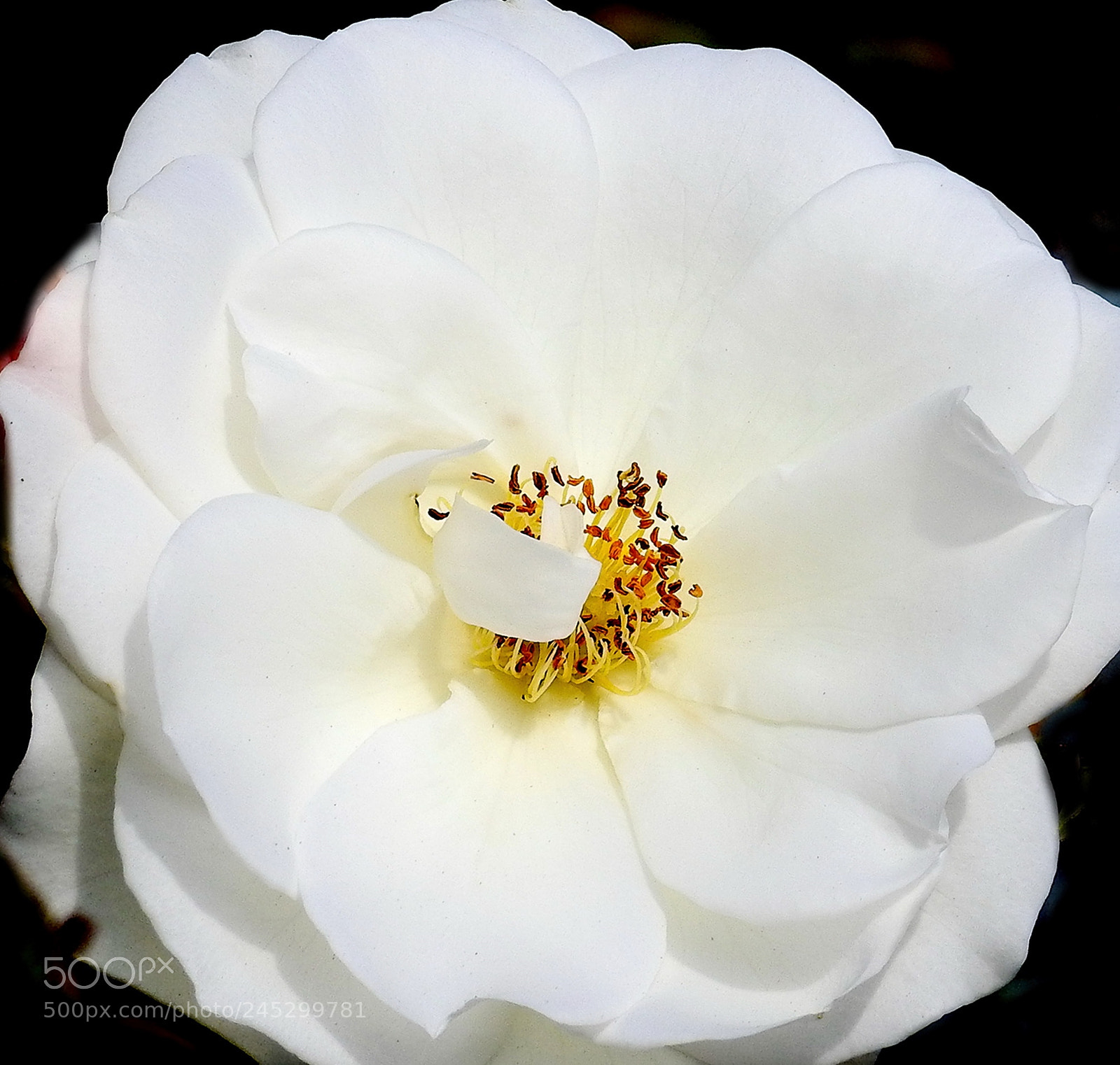 Nikon Coolpix P900 sample photo. A beautiful white carnation photography