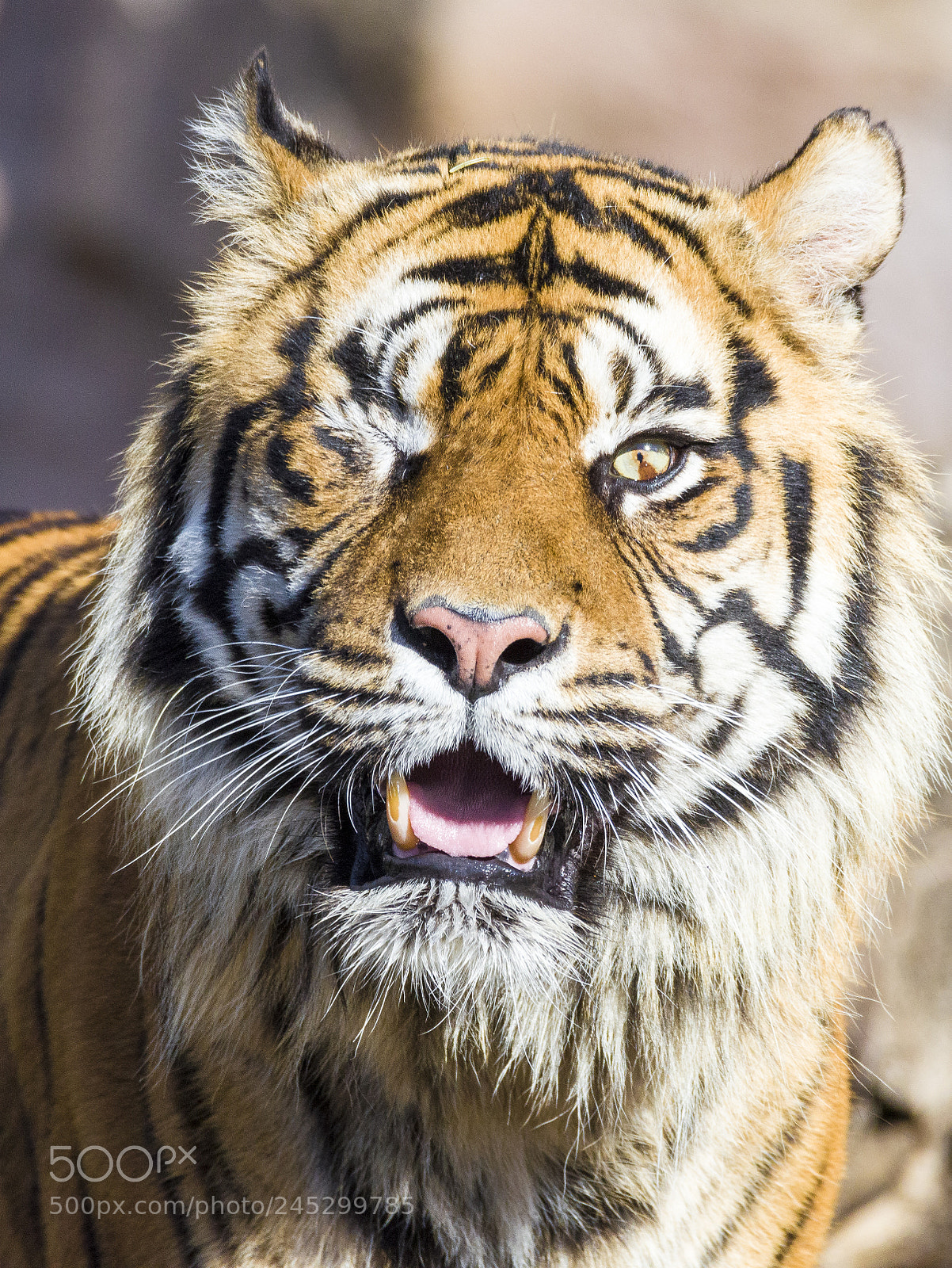 Nikon D800 sample photo. The eye of the photography
