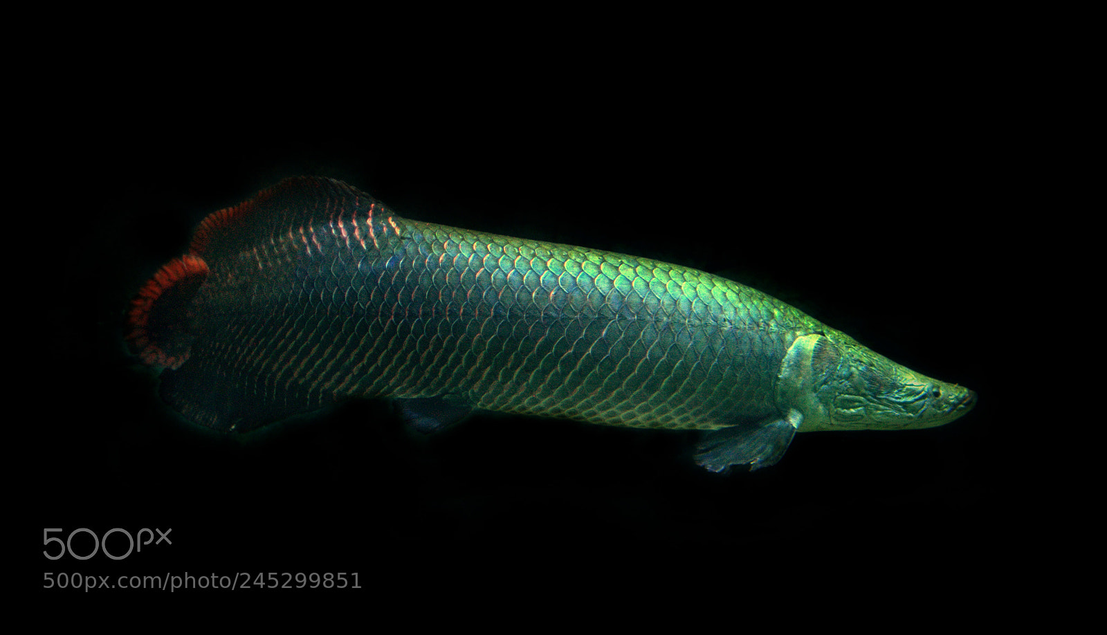 Nikon D3000 sample photo. Arapaima photography