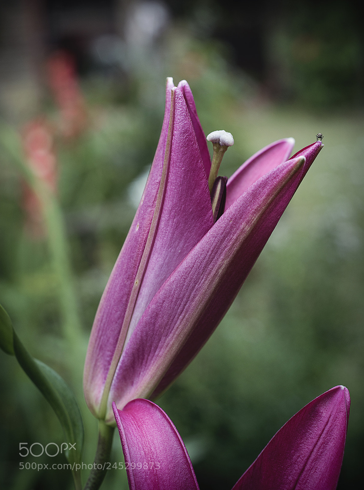 Nikon D5200 sample photo. Lirio lilium asi tico photography