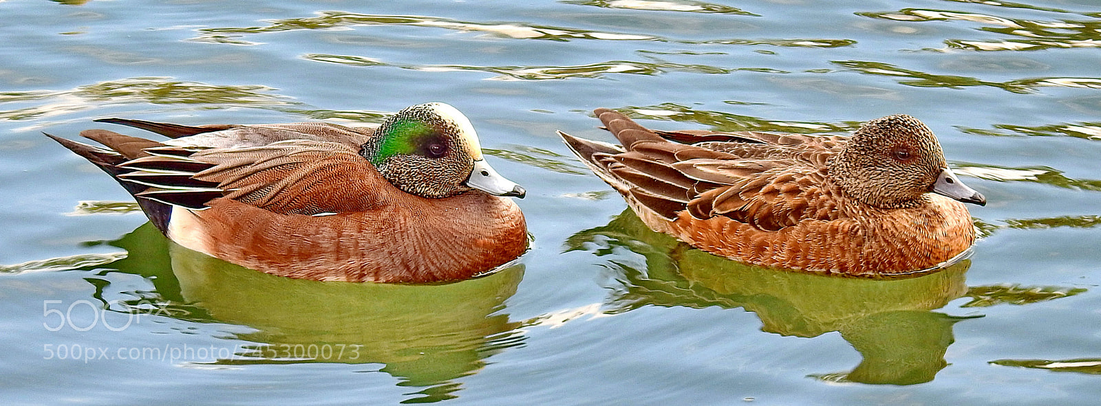 Nikon Coolpix P900 sample photo. Two ducks swimming in photography