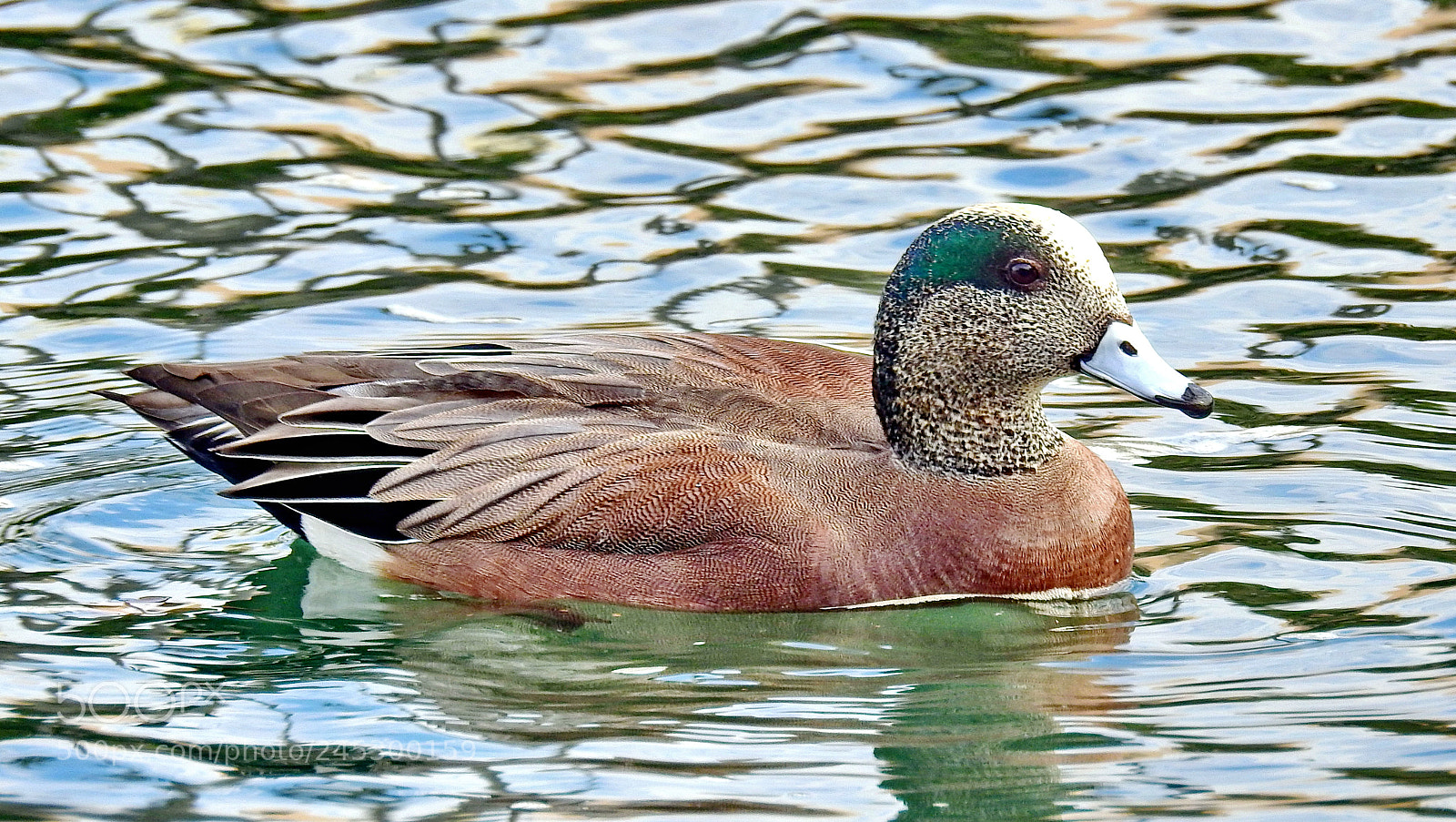 Nikon Coolpix P900 sample photo. A green duck swimming photography