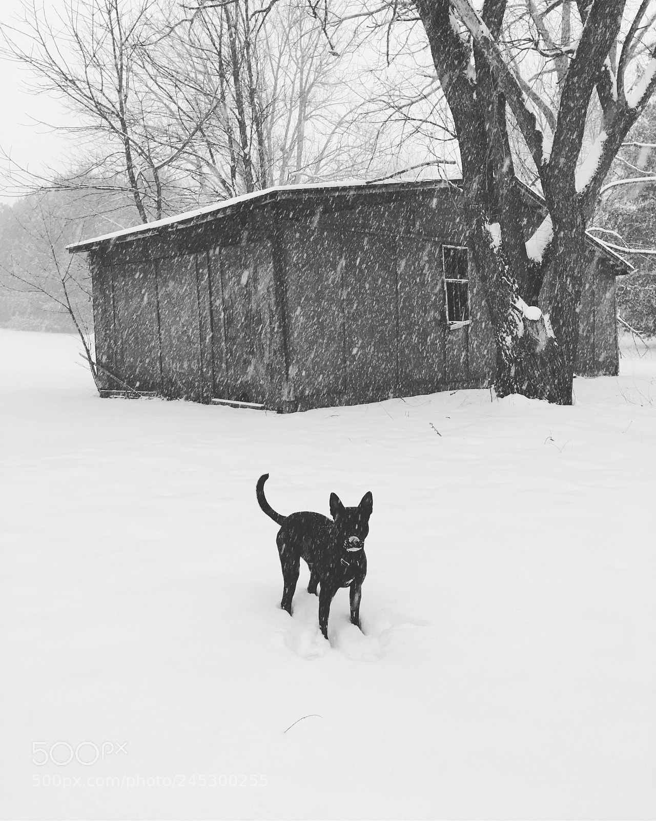 Apple iPhone 6s Plus sample photo. Snow day photography