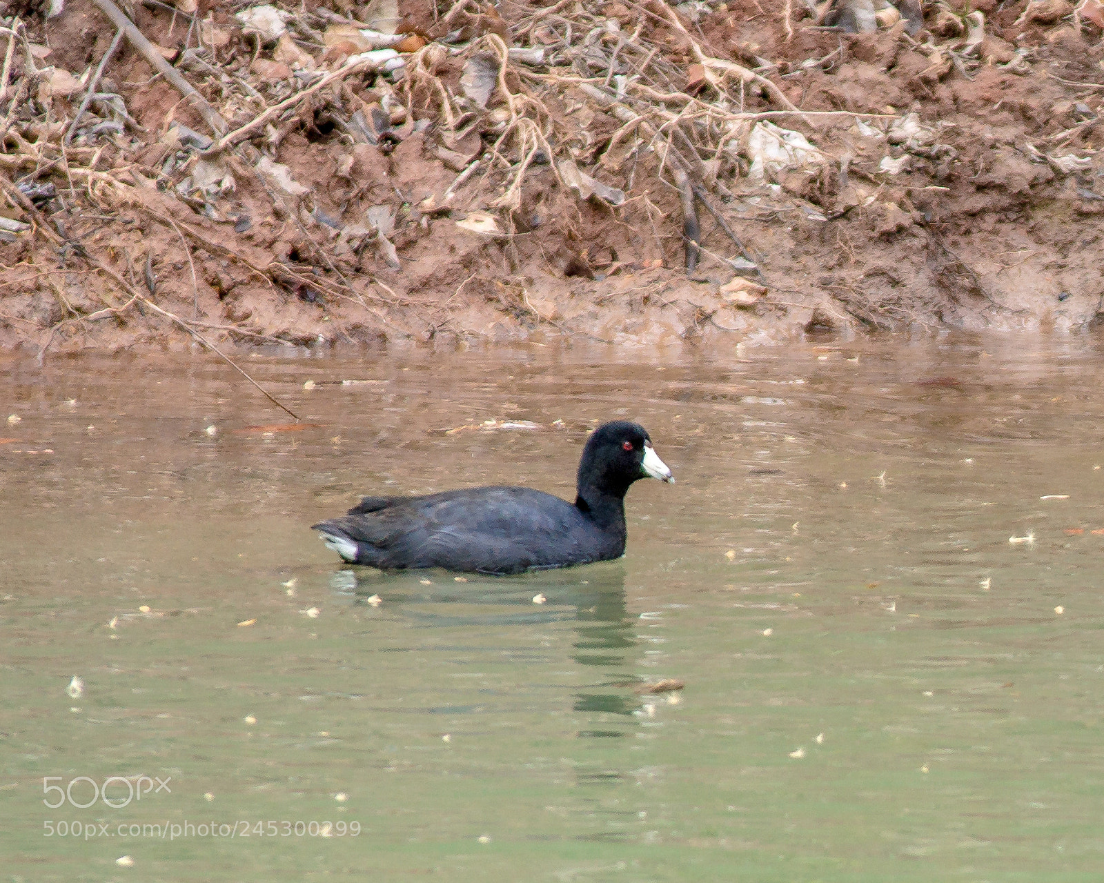 Sony SLT-A65 (SLT-A65V) sample photo. Duck says quack photography