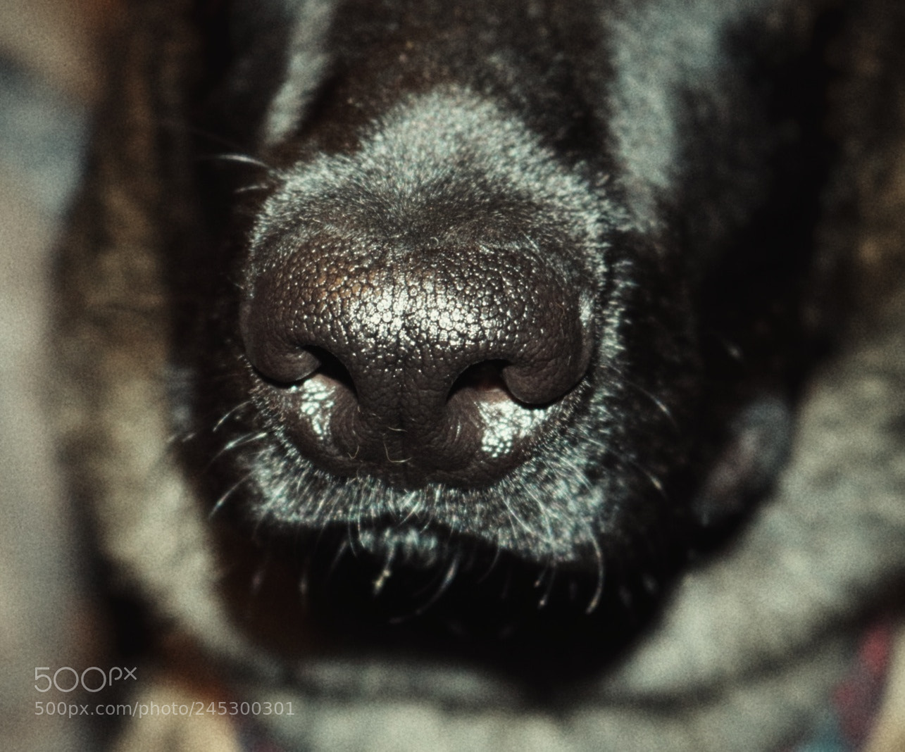 Canon EOS 750D (EOS Rebel T6i / EOS Kiss X8i) sample photo. Puppy nose photography