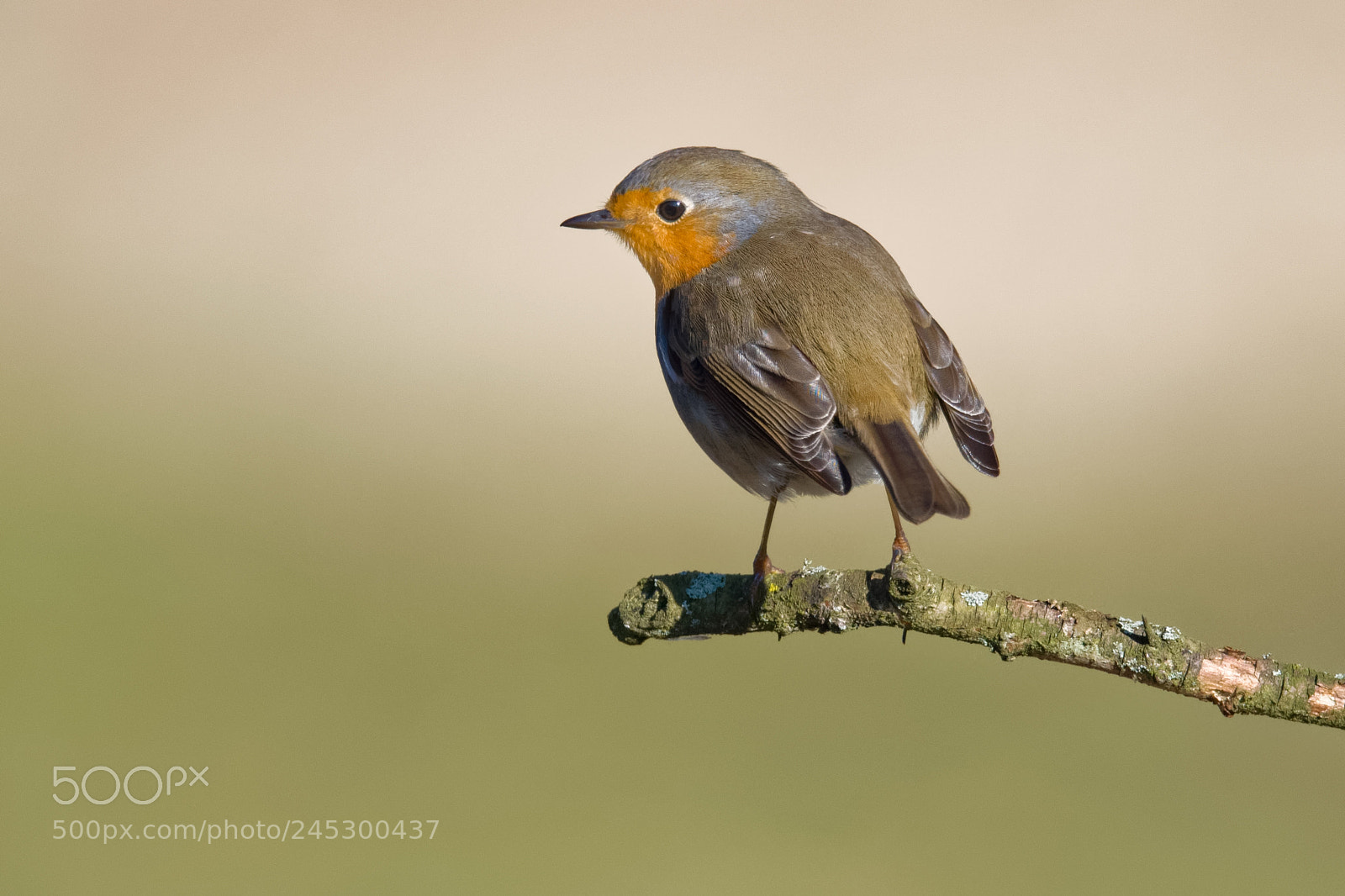 Nikon D500 sample photo. Robin posing photography