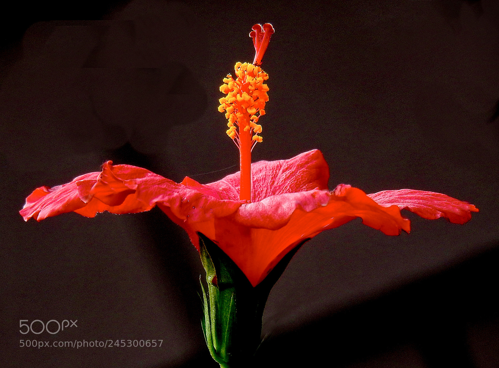 Nikon Coolpix P900 sample photo. A beautiful blossoming red photography