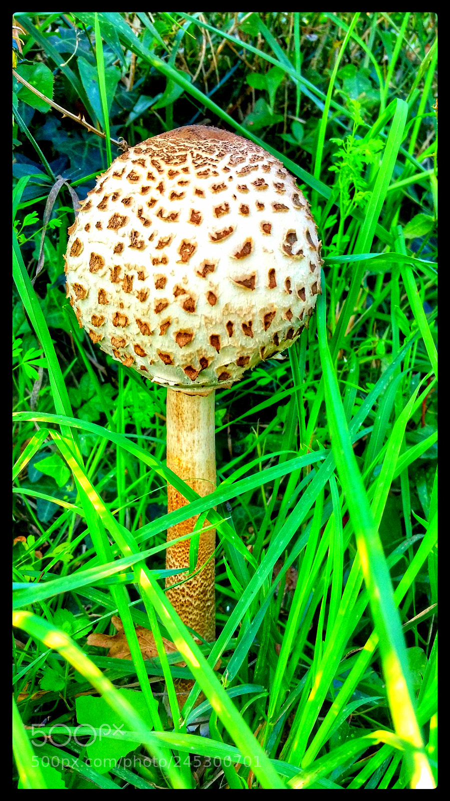Samsung Galaxy Note4 sample photo. Entre la hierba photography