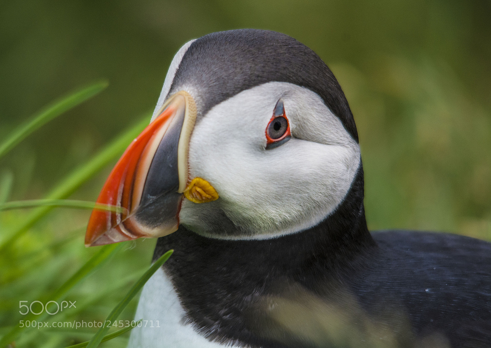 Nikon D7100 sample photo. Puffin photography