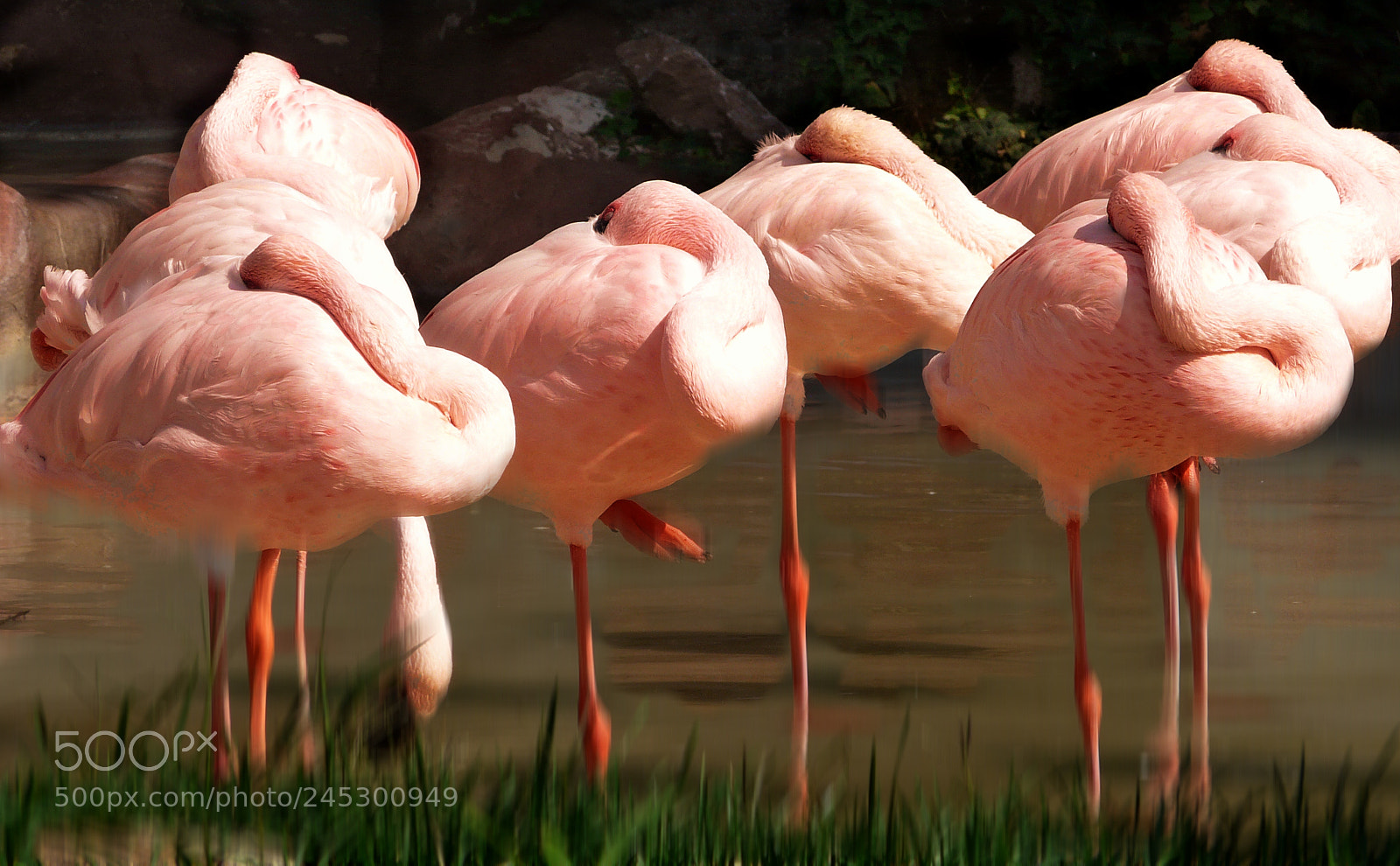 Panasonic DMC-FZ18 sample photo. Flamingos  /  fenicotteri photography