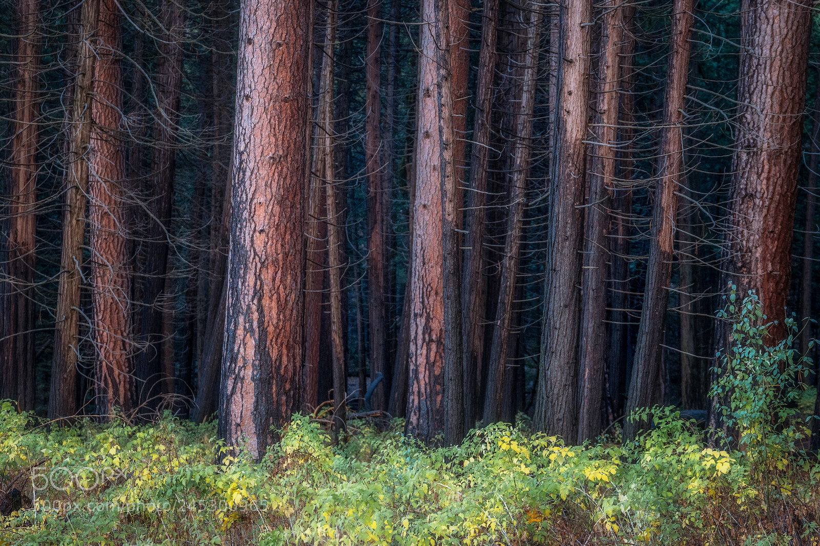 Leica SL (Typ 601) sample photo. Looking into the forest photography
