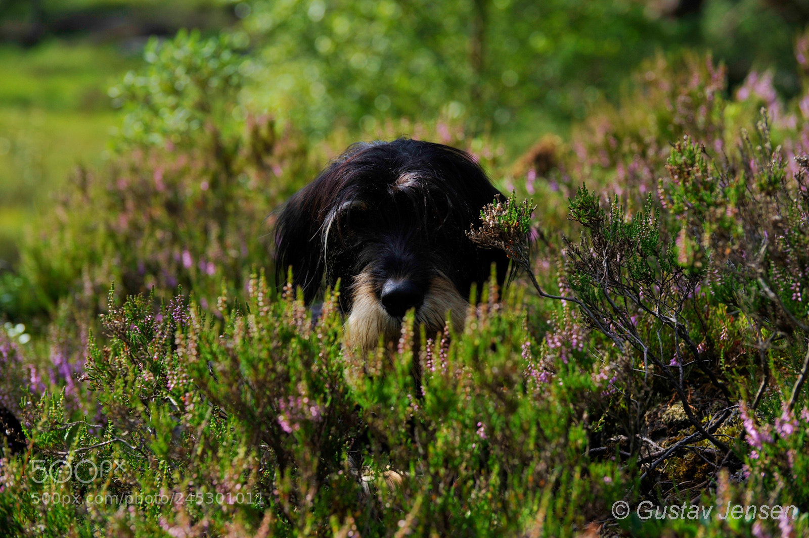 Nikon D700 sample photo. Here i am ! photography