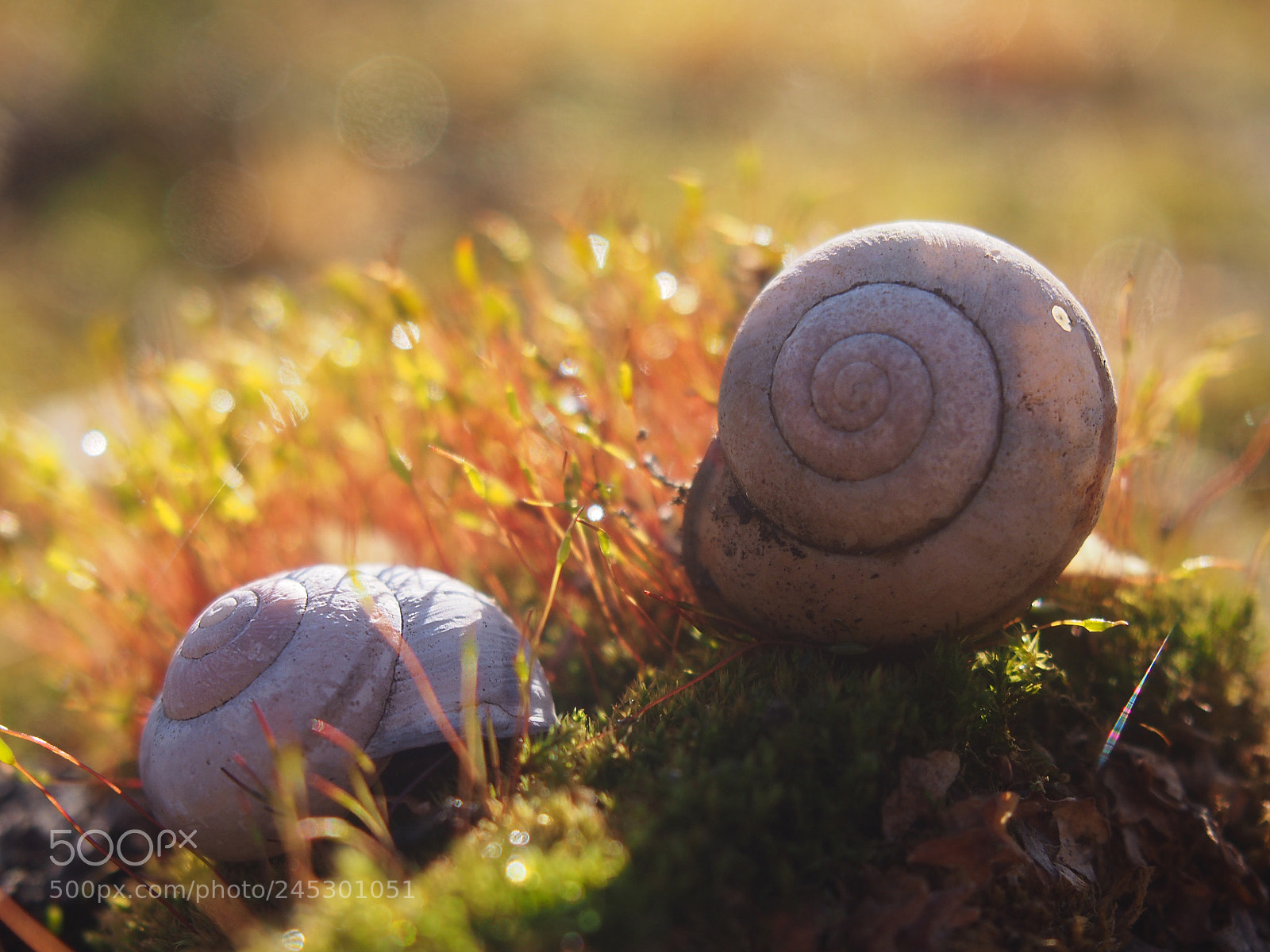 Olympus PEN E-PL5 sample photo. Snail shells in a photography