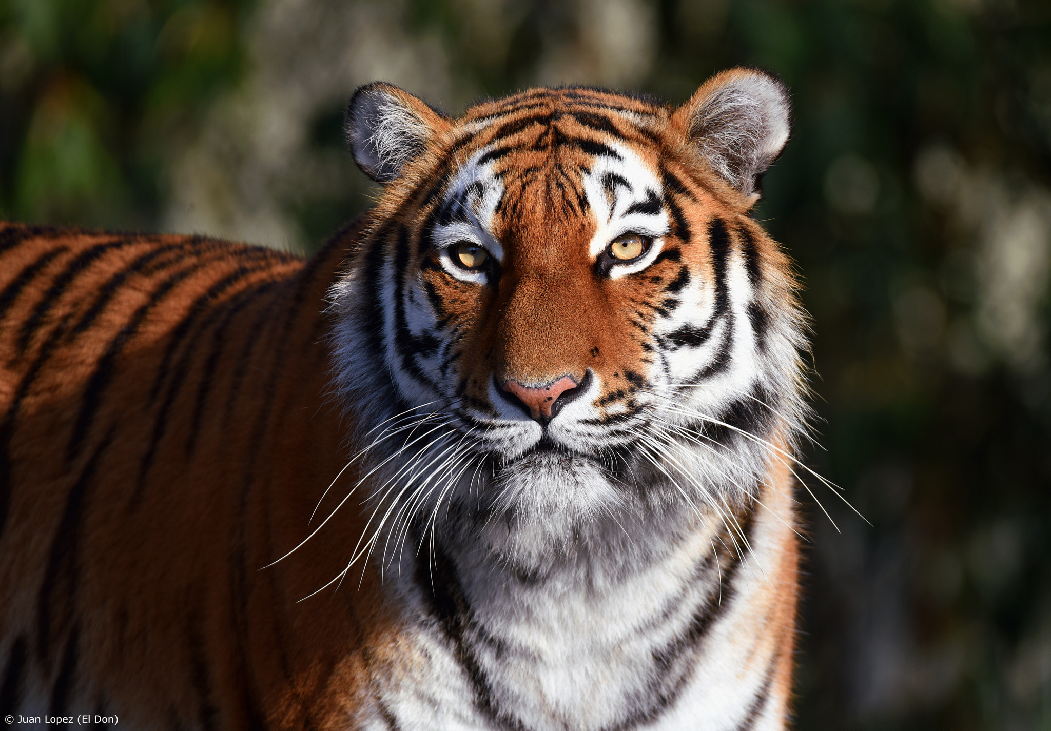 Nikon D810 + Sigma 150-600mm F5-6.3 DG OS HSM | S sample photo. Tiger....majestic..!! photography