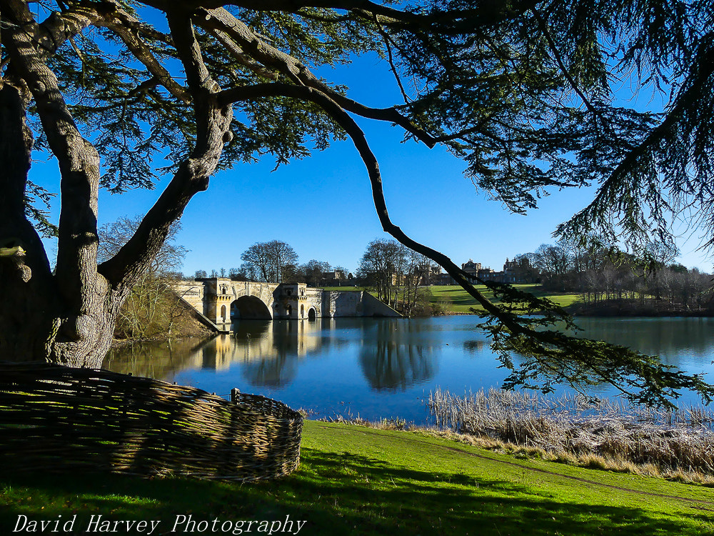 Panasonic DMC-FZ330 sample photo. View from behind harry potters tree photography