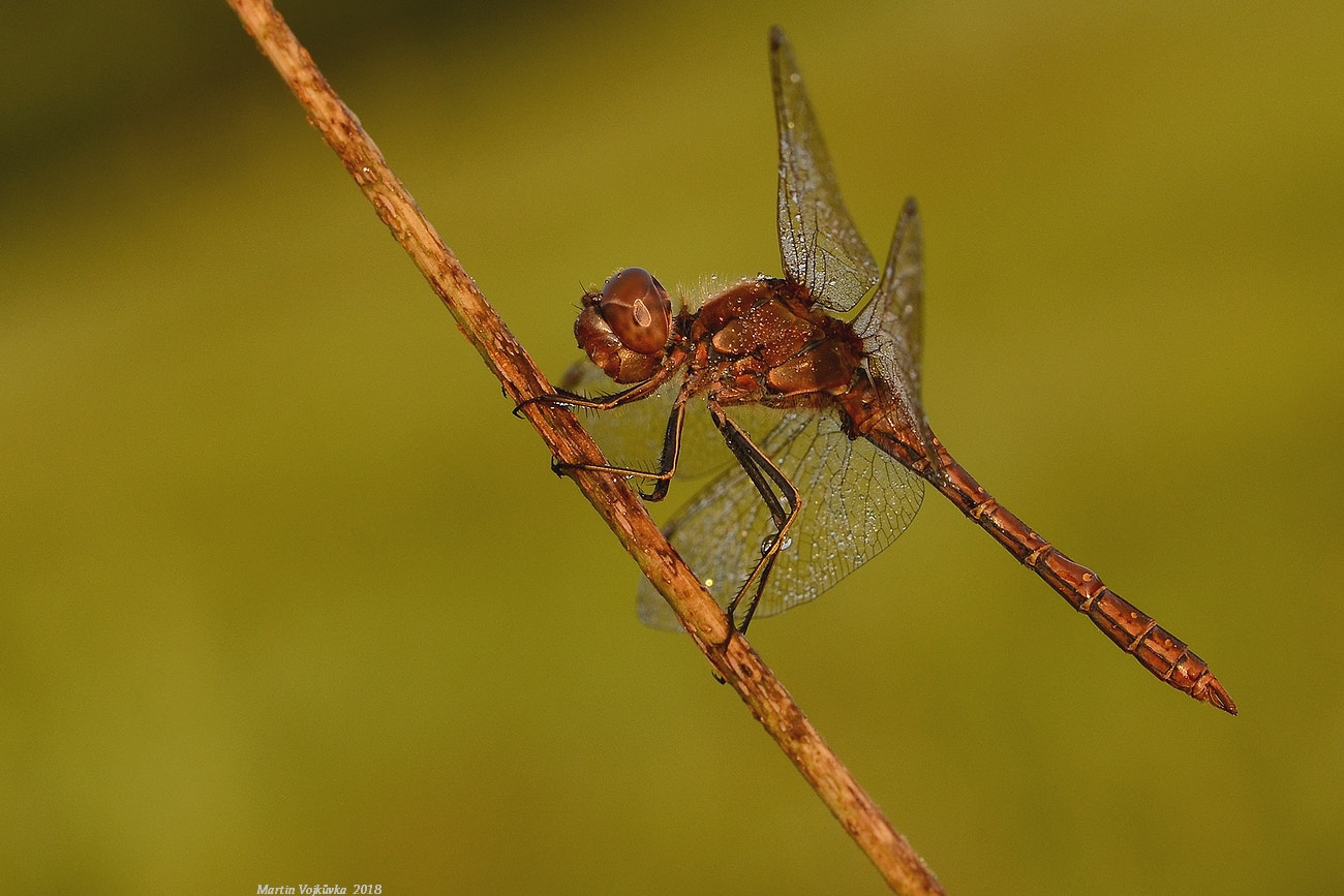 Nikon AF-S DX Micro-Nikkor 85mm F3.5G ED VR sample photo. Sympetrum meridionale photography