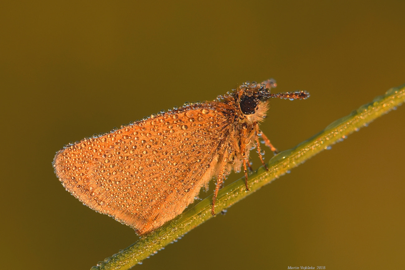 Nikon AF-S DX Micro-Nikkor 85mm F3.5G ED VR sample photo. Thymelicus sylvestris photography