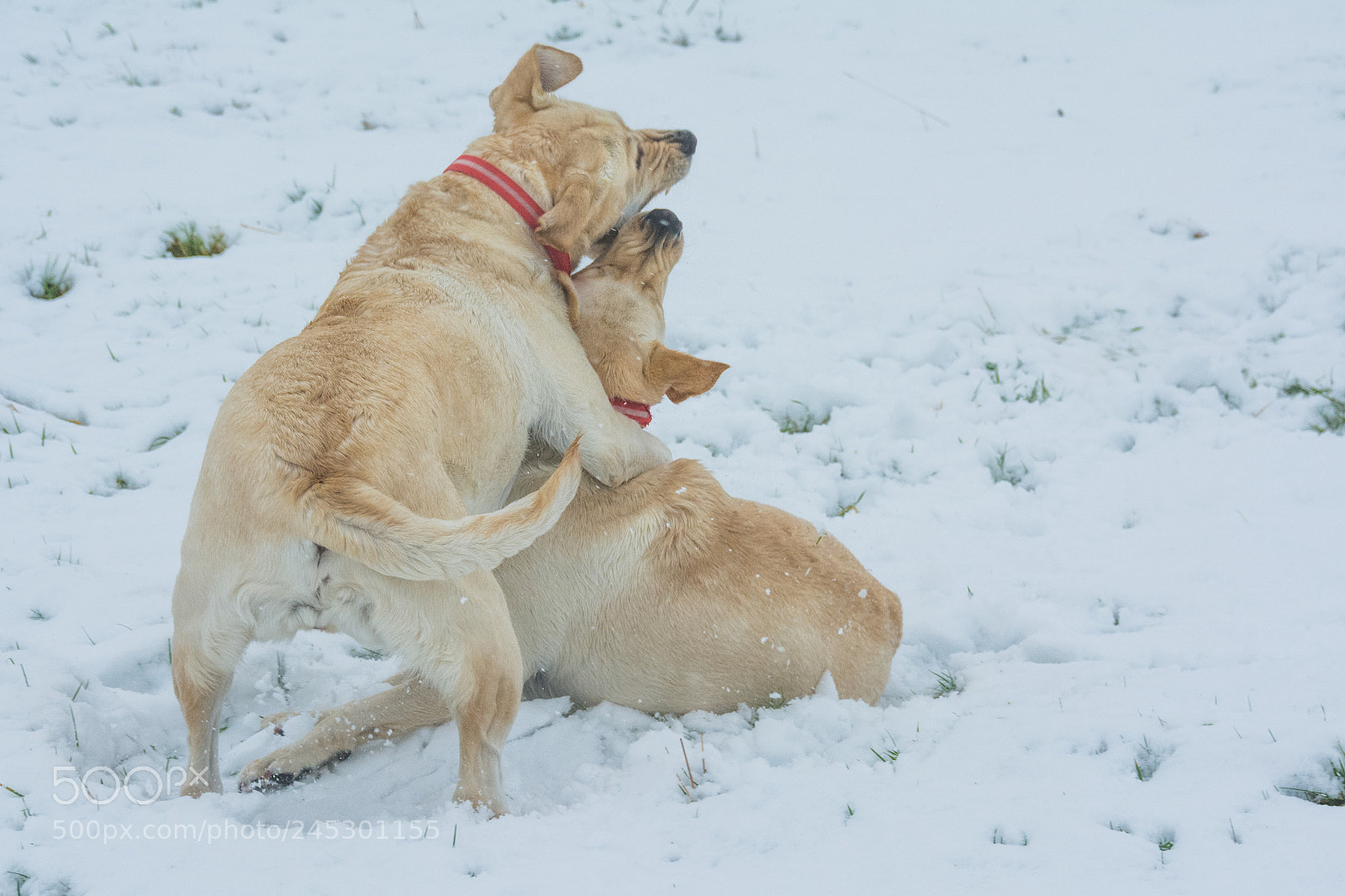 Nikon D7100 sample photo. Labs in the snow photography
