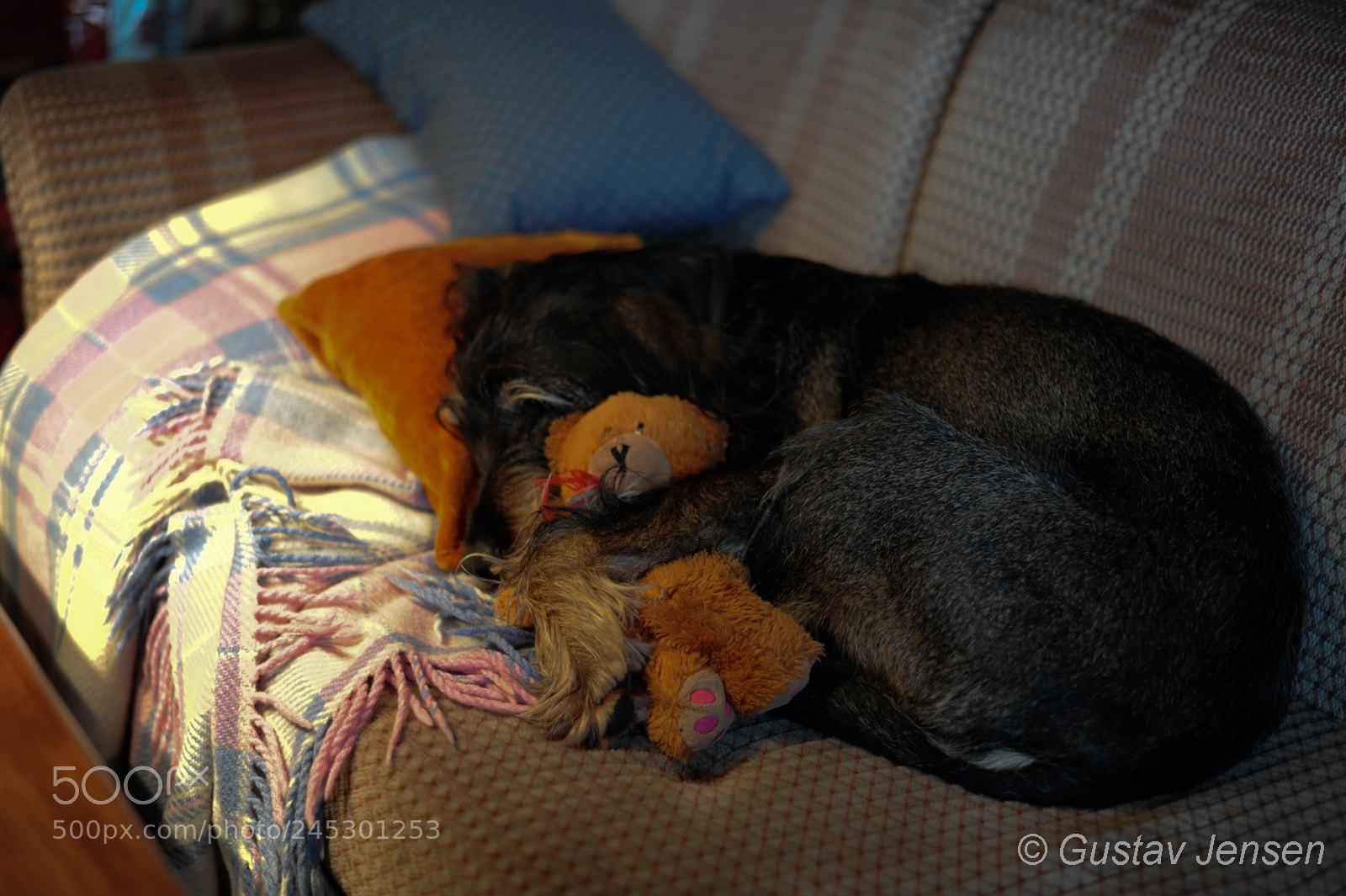 Nikon D700 sample photo. Bamse kos after a photography