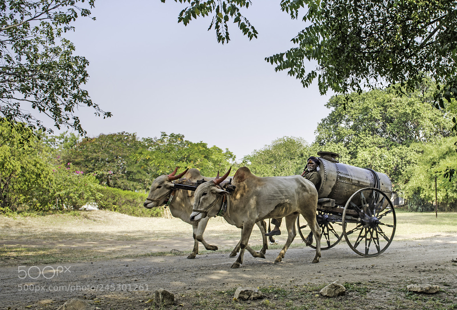 Nikon D810 sample photo. Bullock cart photography