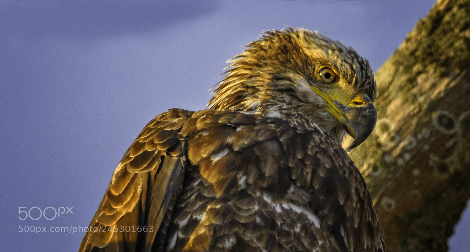 Nikon D500 sample photo. Feed the eagles b photography
