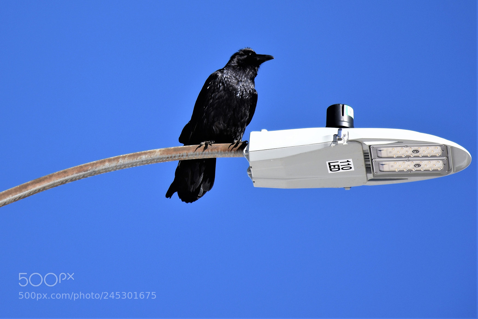 Nikon D7200 sample photo. Crow photography