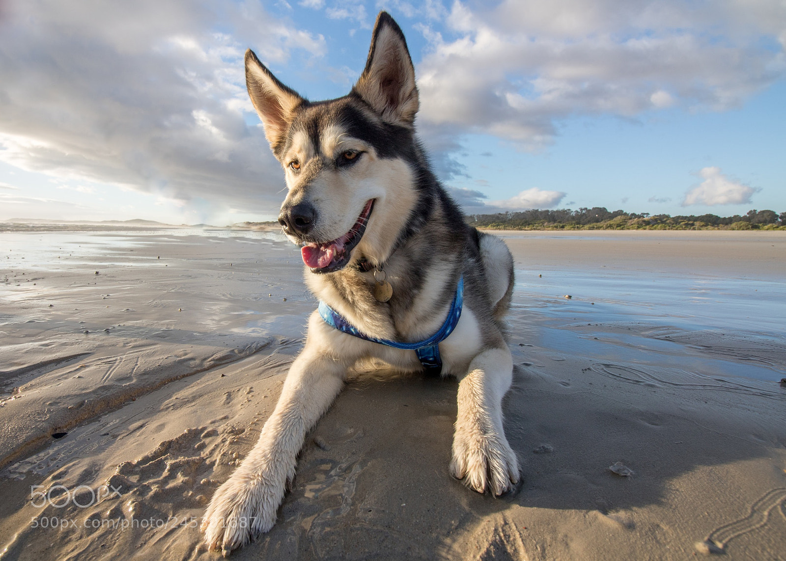 Canon EOS 750D (EOS Rebel T6i / EOS Kiss X8i) sample photo. Husky mixed breed having photography