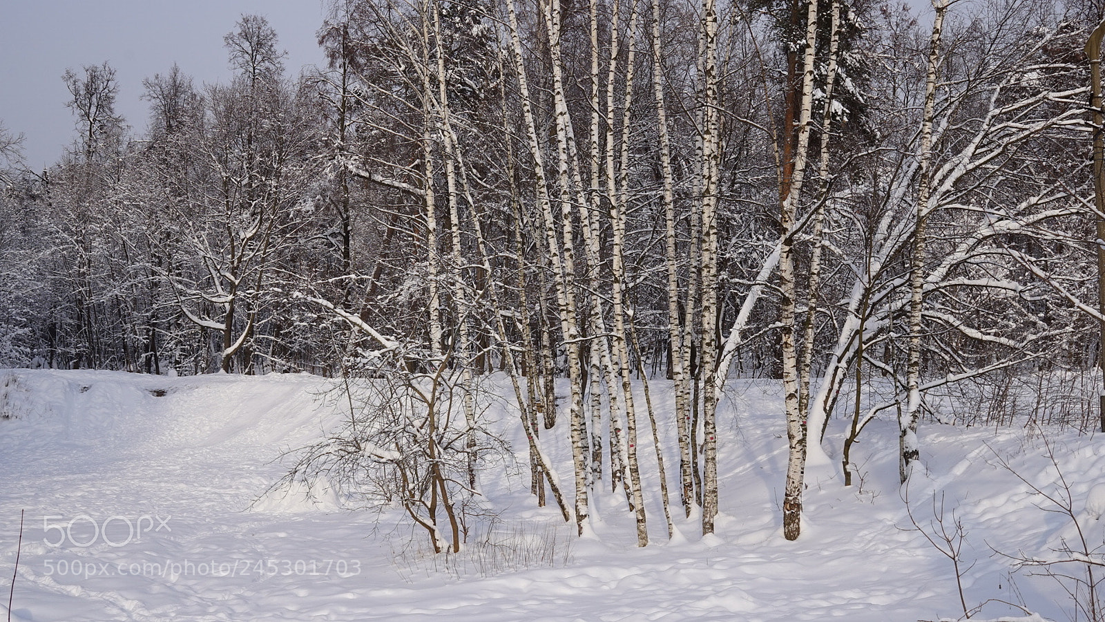 Sony a7 sample photo. Birches photography