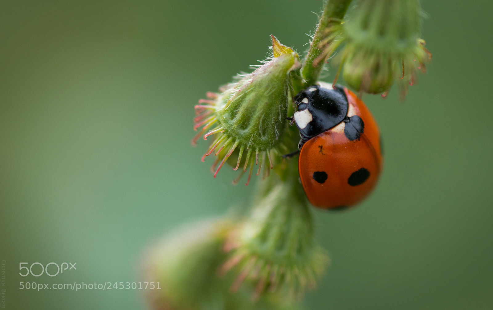 Nikon D7100 sample photo. Ladybeetle photography