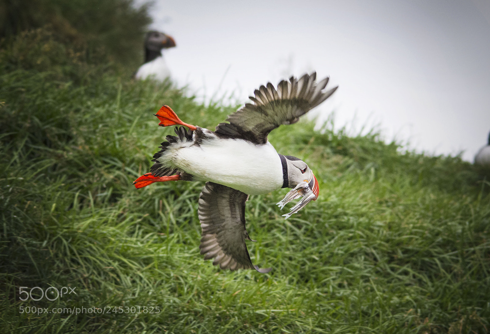 Nikon D7100 sample photo. Puffin flying with fish photography