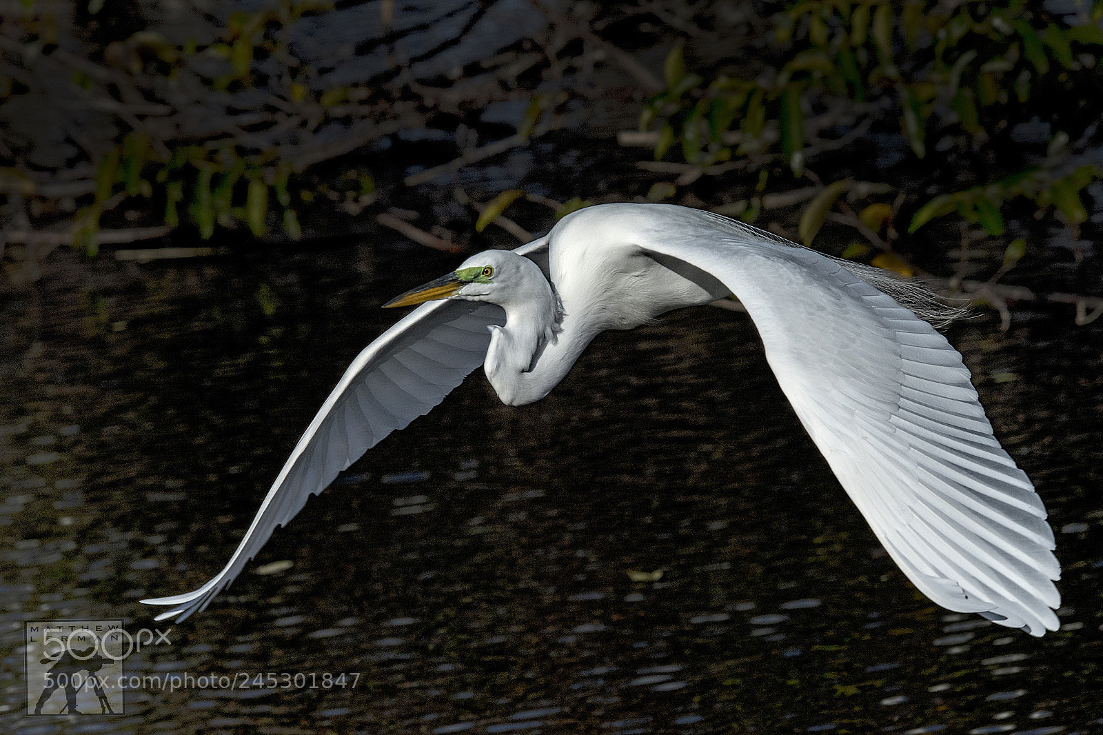 Nikon D810 sample photo. Great egret photography