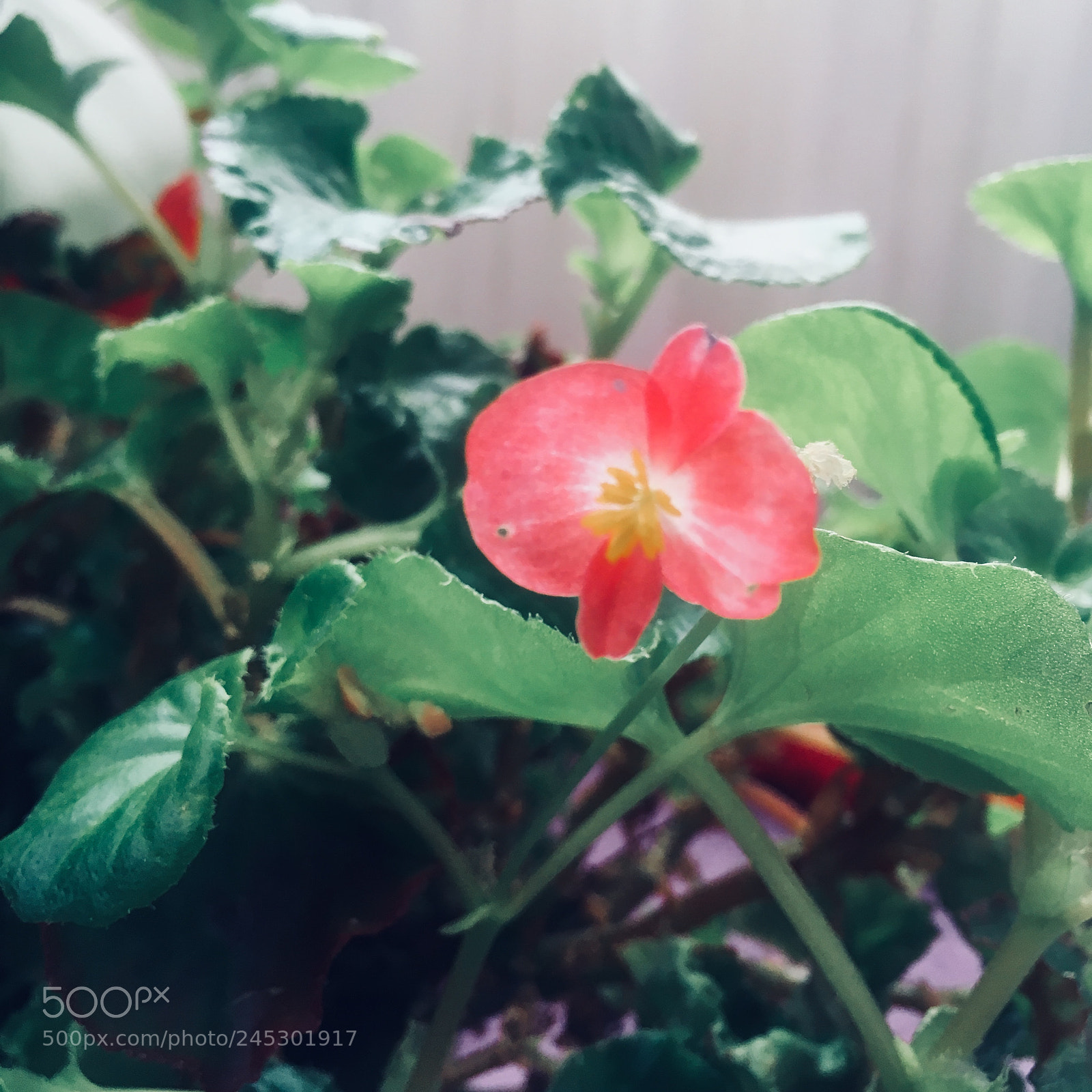 Apple iPhone SE sample photo. 04 photography