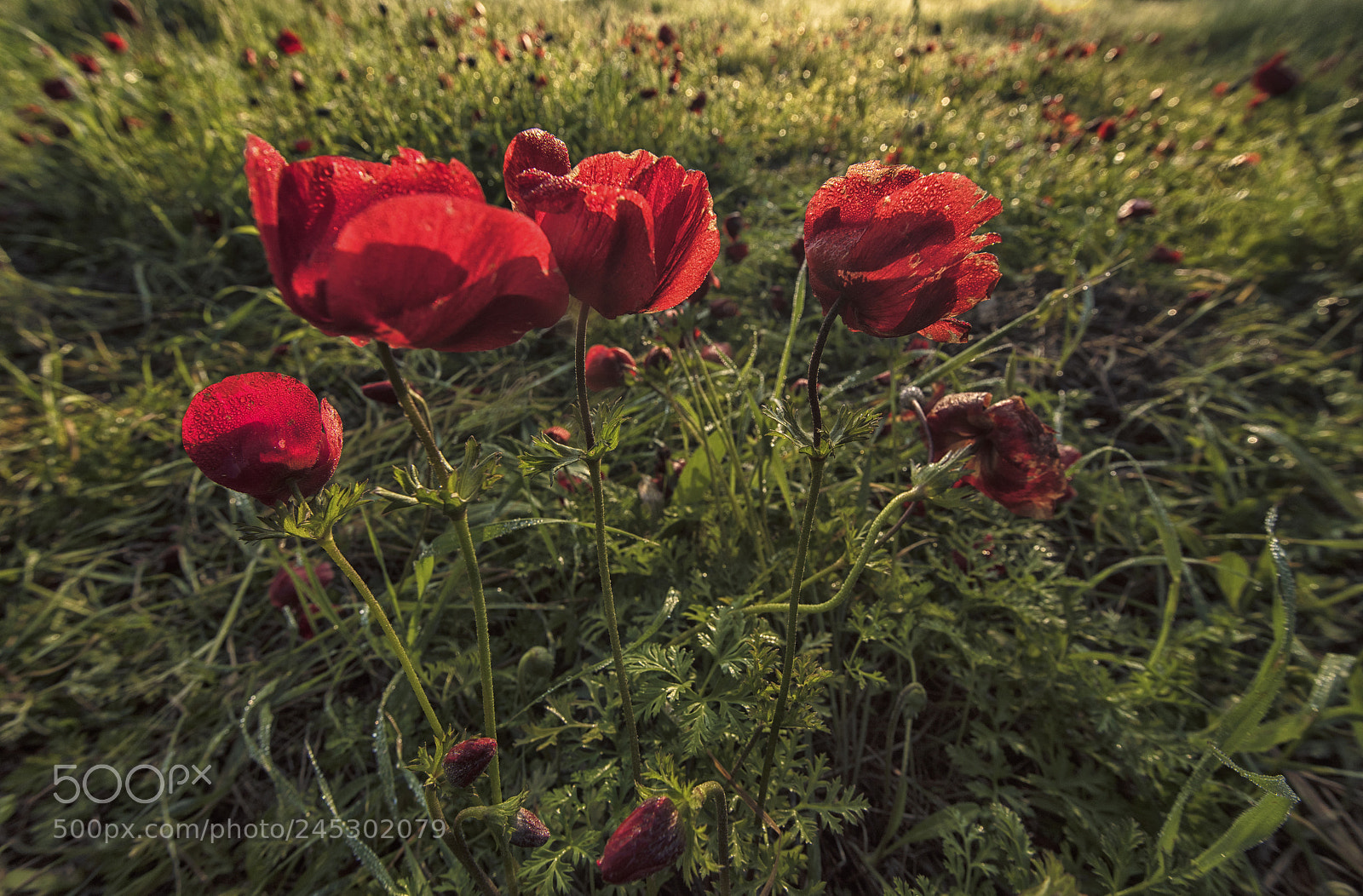 Nikon D810 sample photo. Anemones in first light photography