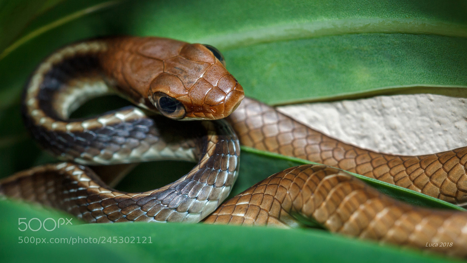 Canon EOS 60D sample photo. Chironius flavolineatus  cobra cipó photography