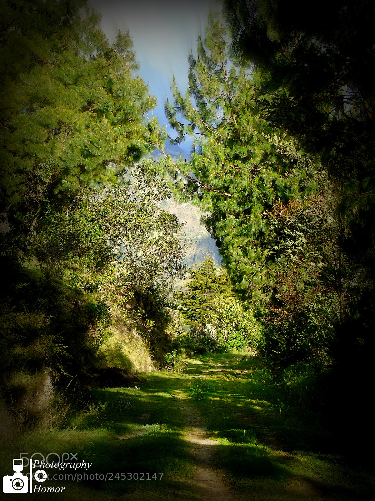 Sony Cyber-shot DSC-H400 sample photo. Tree and walk. photography