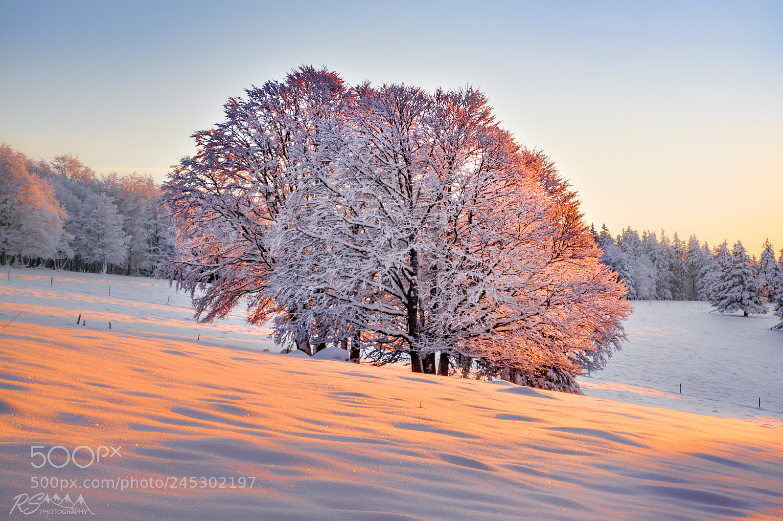 Nikon D5200 sample photo. Warm colors on frozen photography