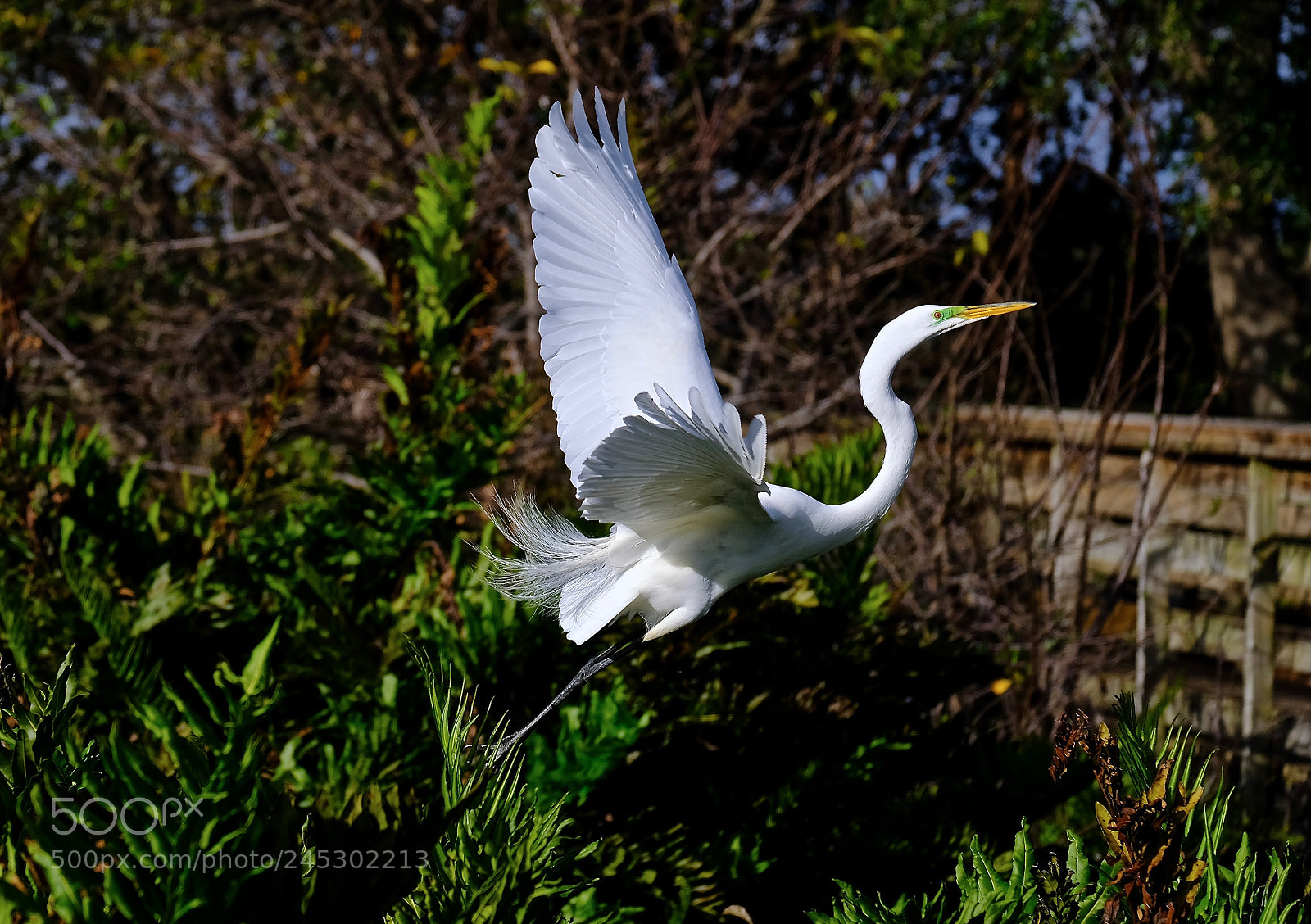 Fujifilm X-T2 sample photo. Great white egret photography