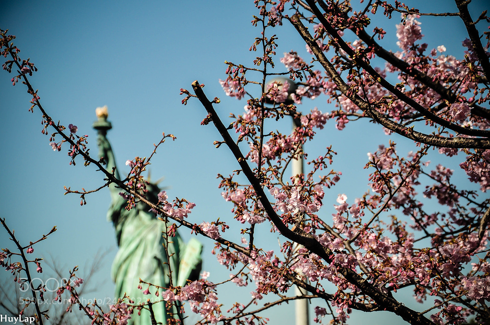 Nikon D90 sample photo. Sakura in japan photography