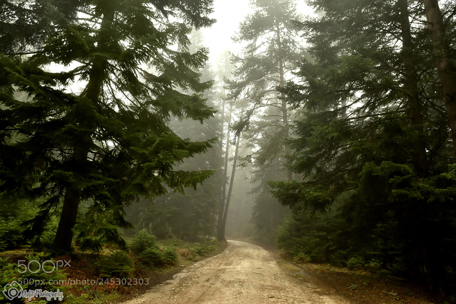 Nikon D810 sample photo. The road to the photography