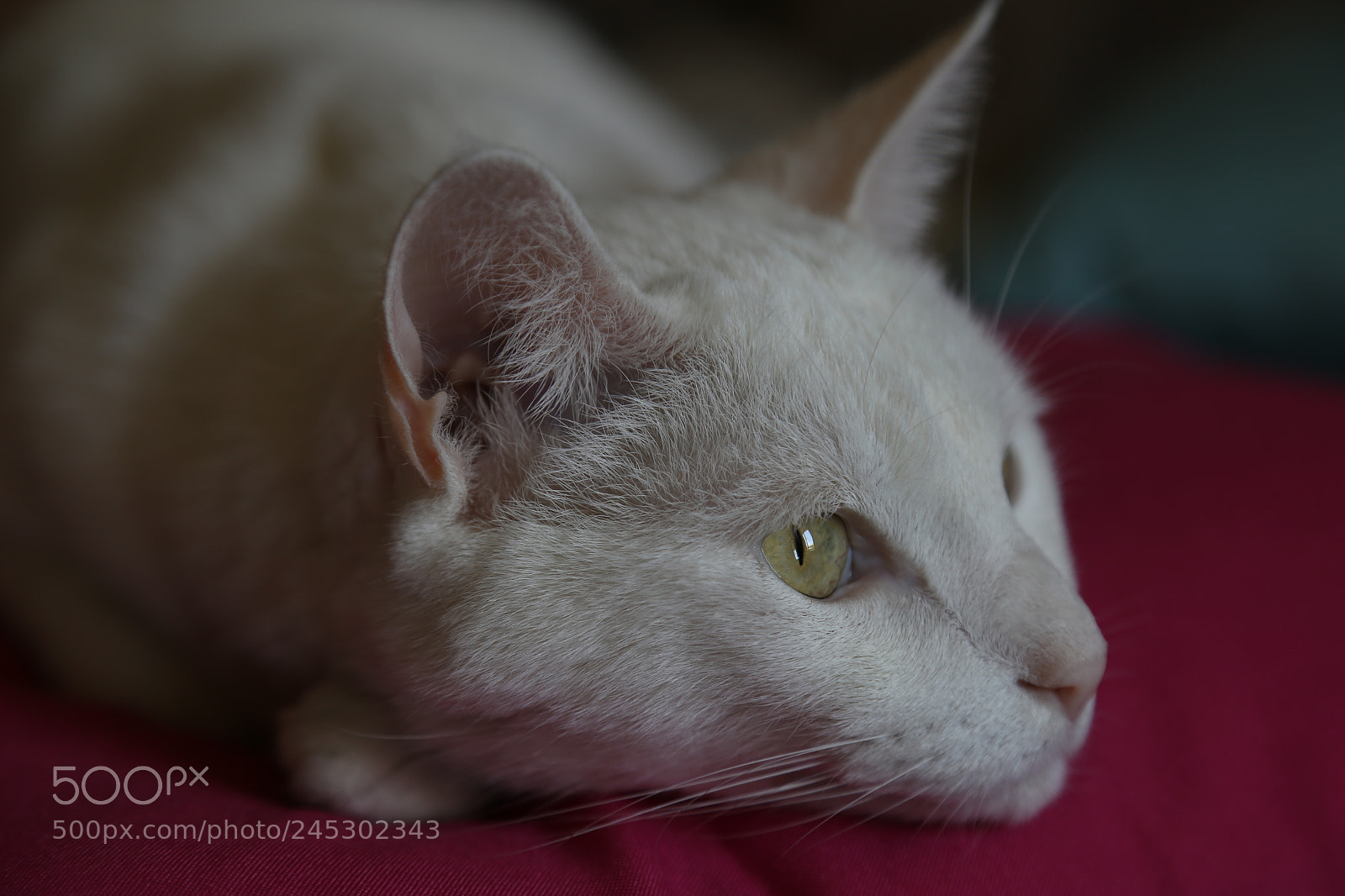 Canon EOS 6D + Canon EF 24-105mm F4L IS USM sample photo. Gato caco photography